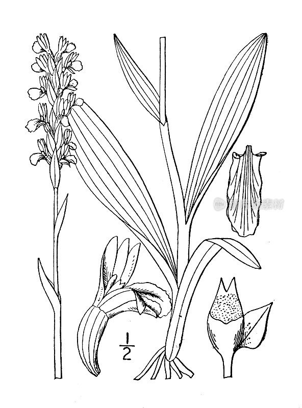 古董植物学植物插图:Gyrostachys Plantaginea，宽叶女士的头发